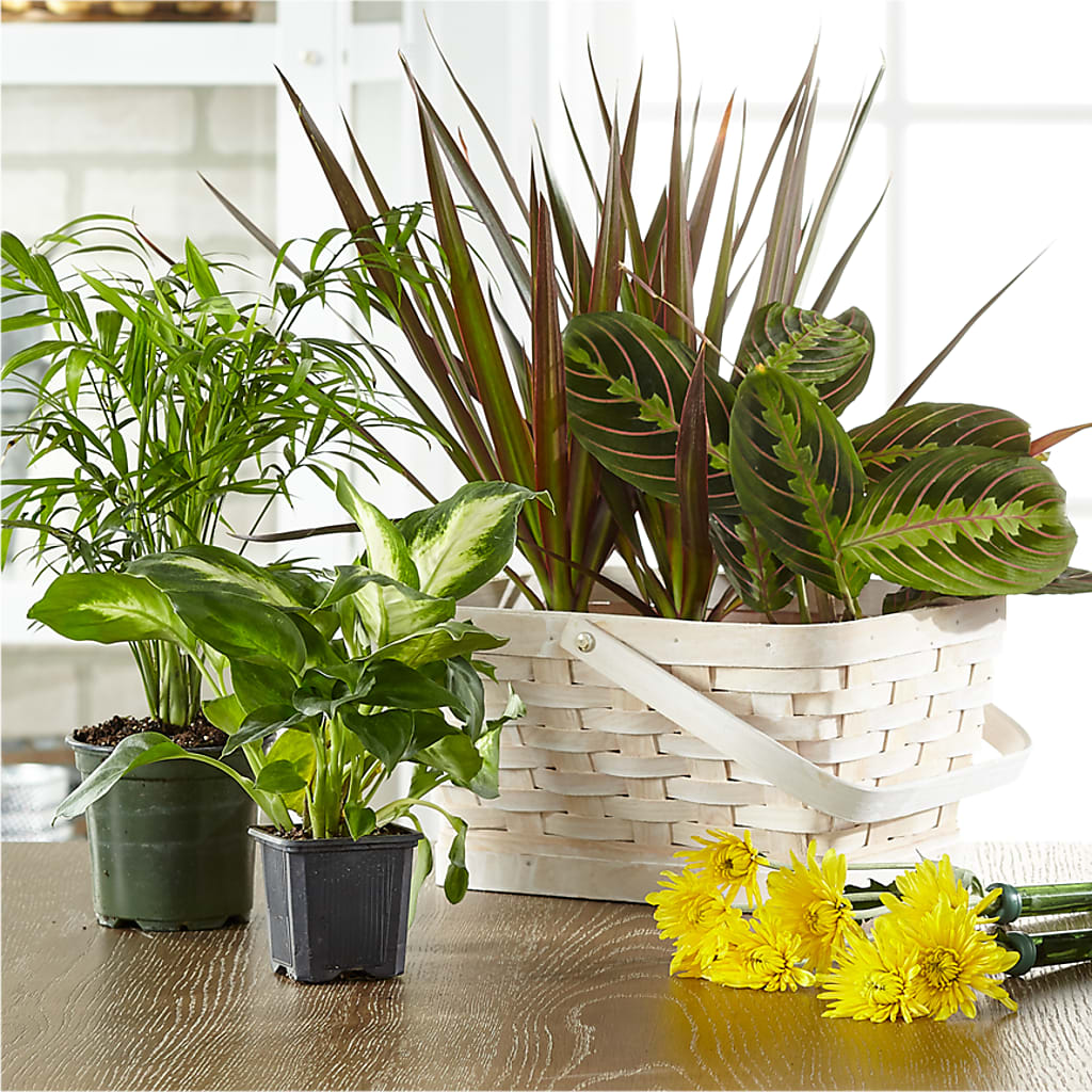 Florist Designed Blooming and Green Plants in a Basket – LAKELINE FLORIST & GIFTS, Austin TX