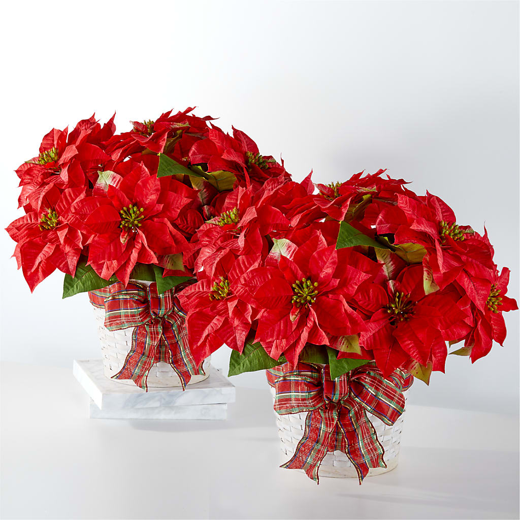 Happiest Holidays Poinsettia Bundle – LAKELINE FLORIST & GIFTS, Austin TX