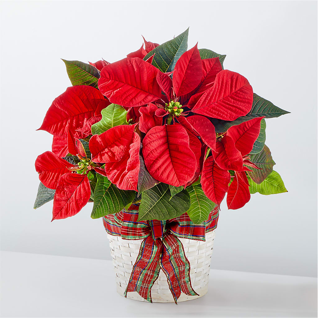 Happiest Holidays Poinsettia – LAKELINE FLORIST & GIFTS, Austin TX