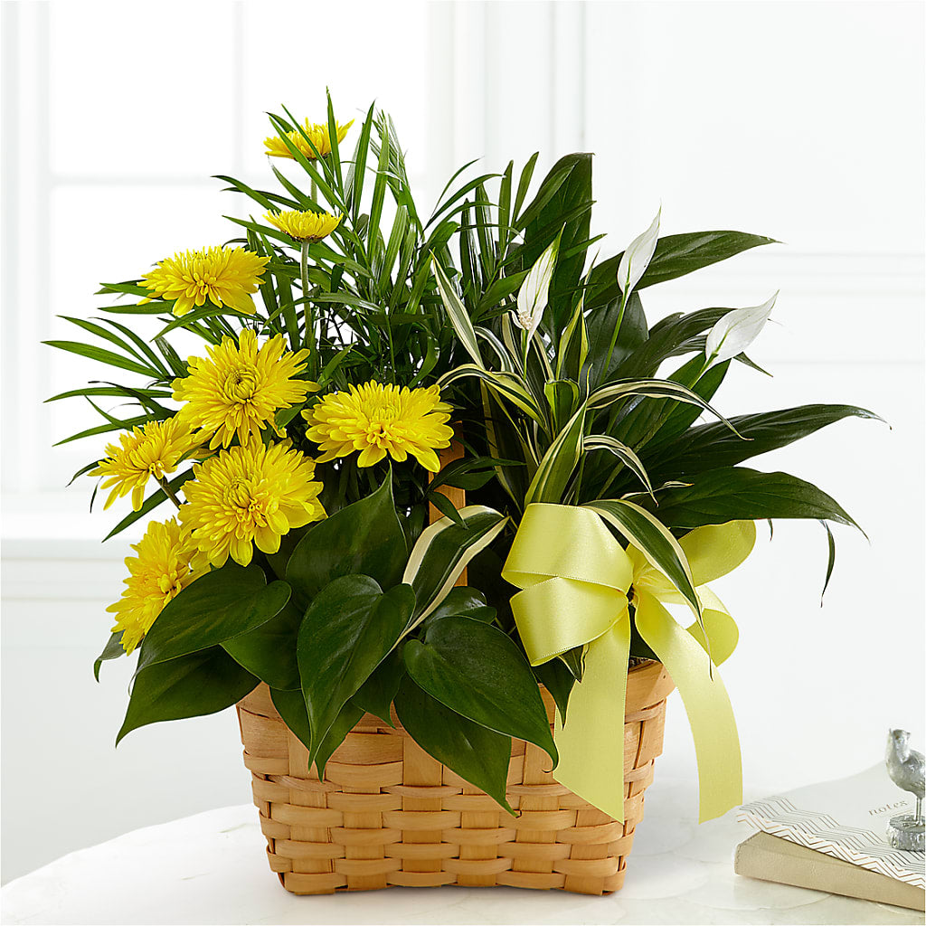 Loving Light Dishgarden – LAKELINE FLORIST & GIFTS, Austin TX