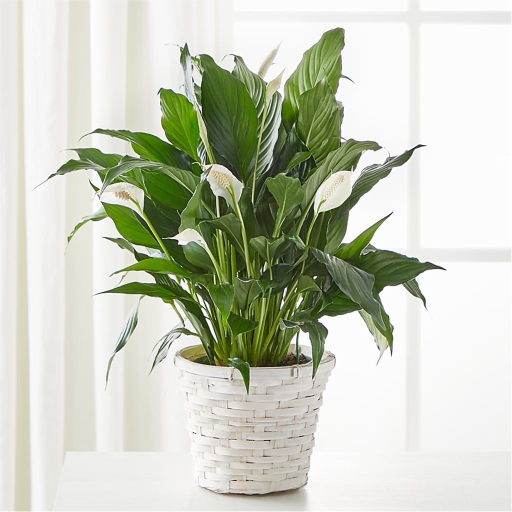 A New Leaf Peace Lily – LAKELINE FLORIST & GIFTS, Austin TX