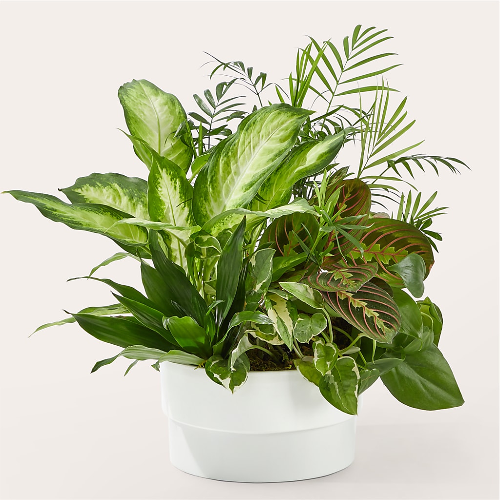 Radiating Positivity Dishgarden – LAKELINE FLORIST & GIFTS, Austin TX