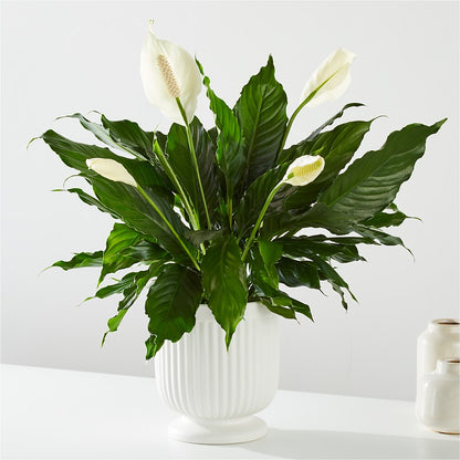 Comfort Planter – LAKELINE FLORIST & GIFTS, Austin TX