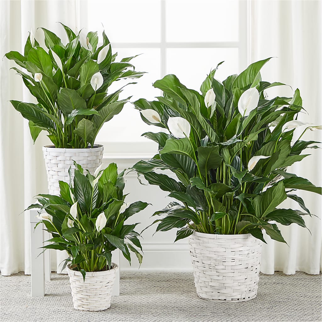 A New Leaf Peace Lily – LAKELINE FLORIST & GIFTS, Austin TX