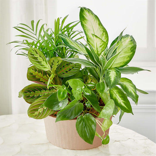 Balance & Harmony Dishgarden – LAKELINE FLORIST & GIFTS, Austin TX