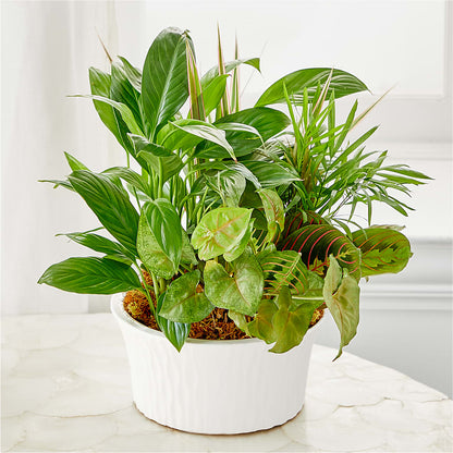 Balance & Harmony Dishgarden – LAKELINE FLORIST & GIFTS, Austin TX