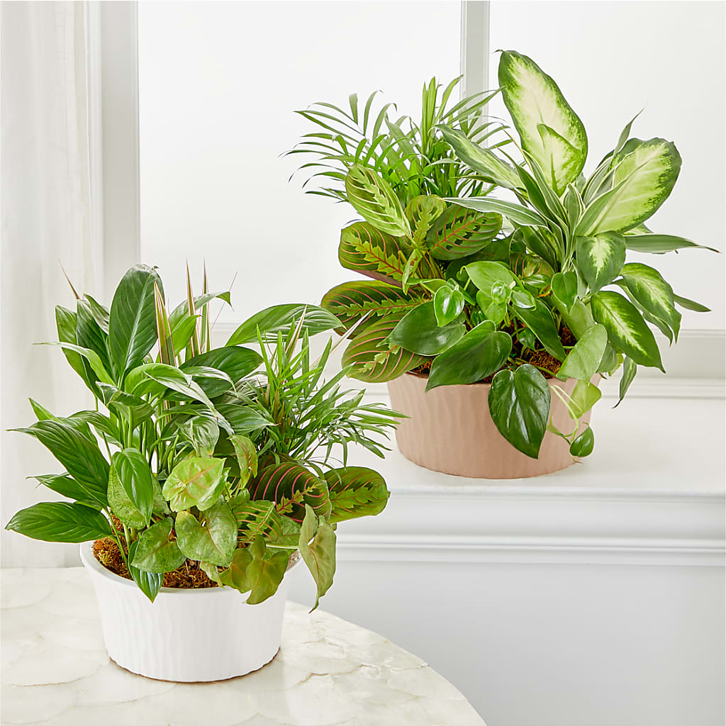 Balance & Harmony Dishgarden – LAKELINE FLORIST & GIFTS, Austin TX