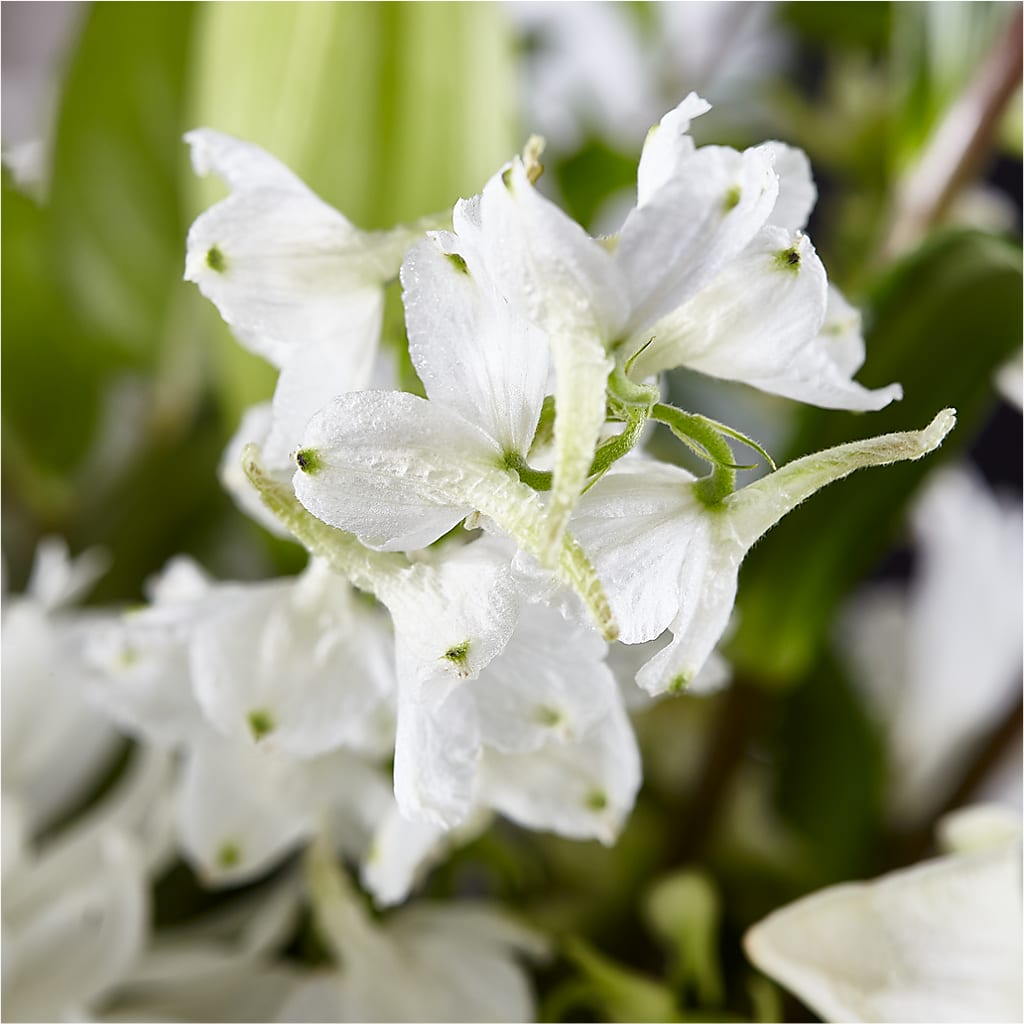 Classic Ivory – A Florist Original – LAKELINE FLORIST & GIFTS, Austin TX